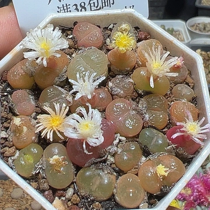 719号特价毛汗尼一盆