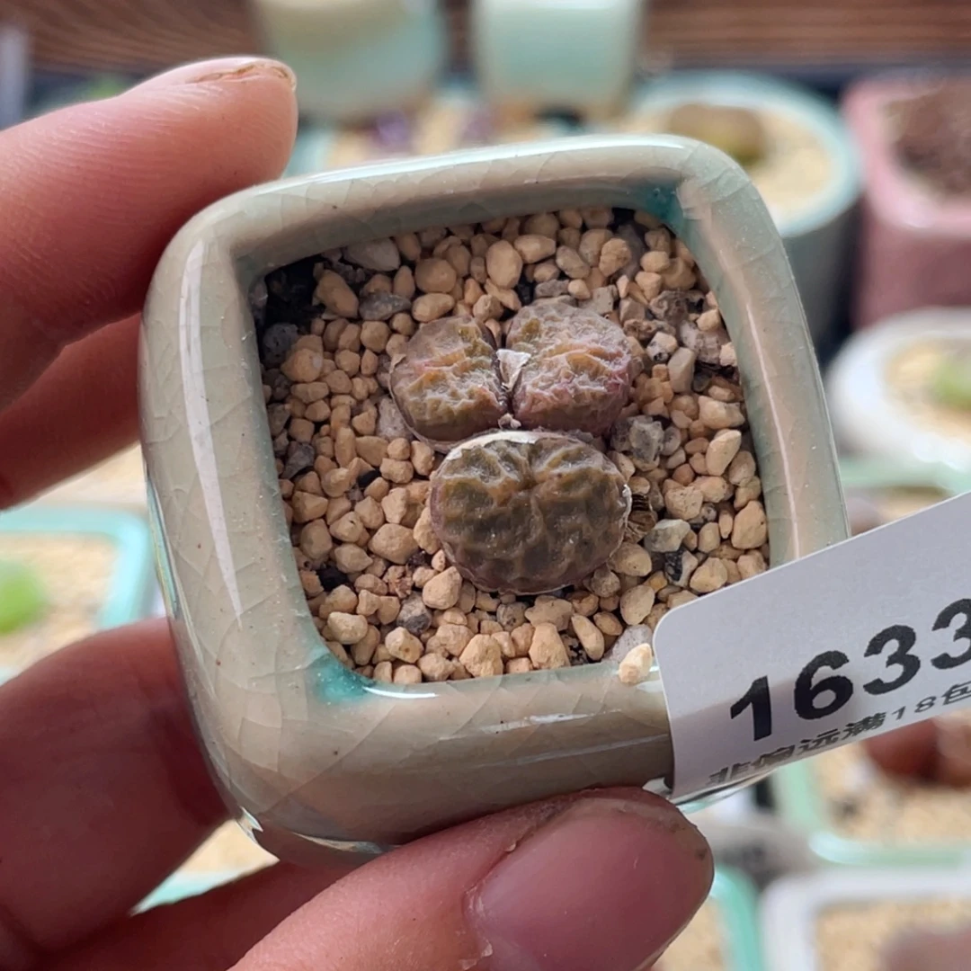 无花朵1633/-一物一拍 带盆