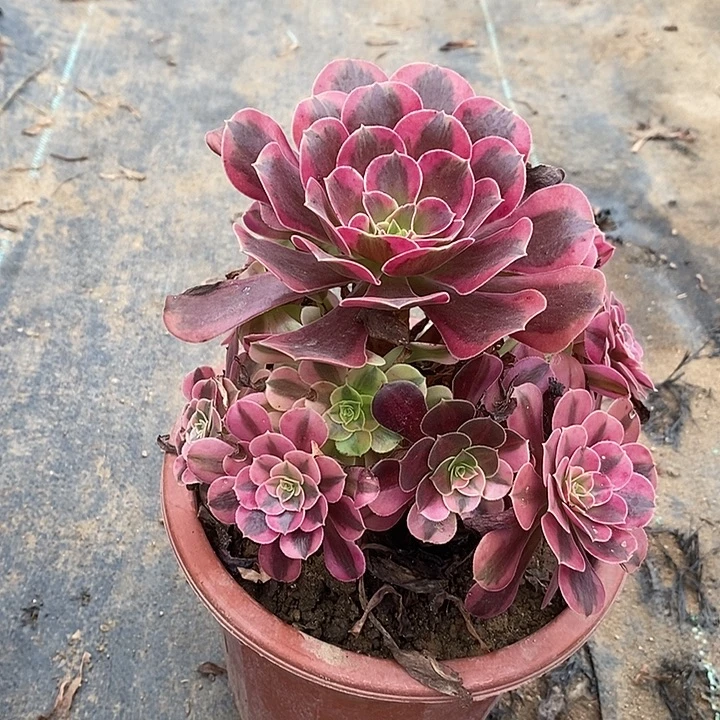 美杜莎多肉植物013