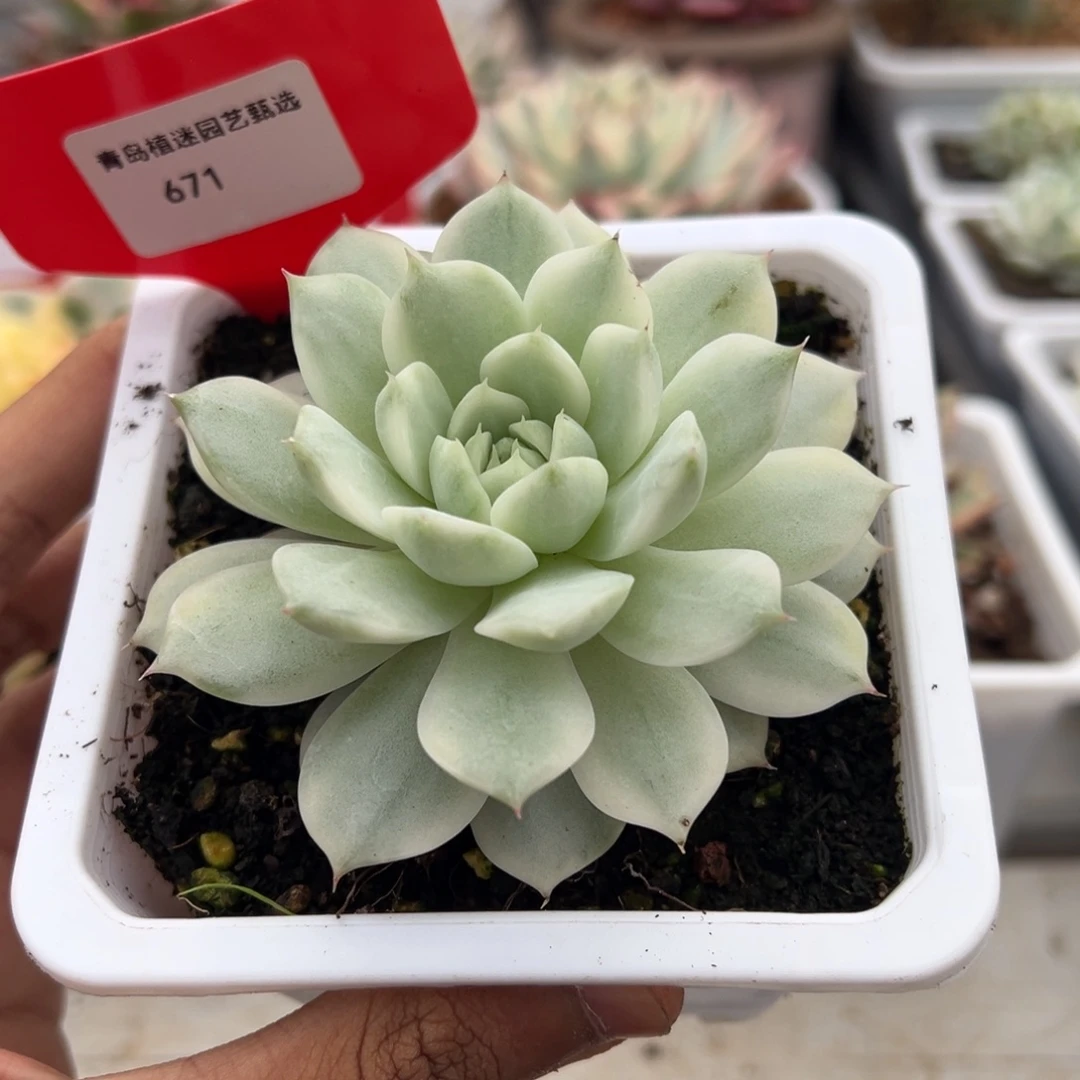 671号tp锦多肉植物
