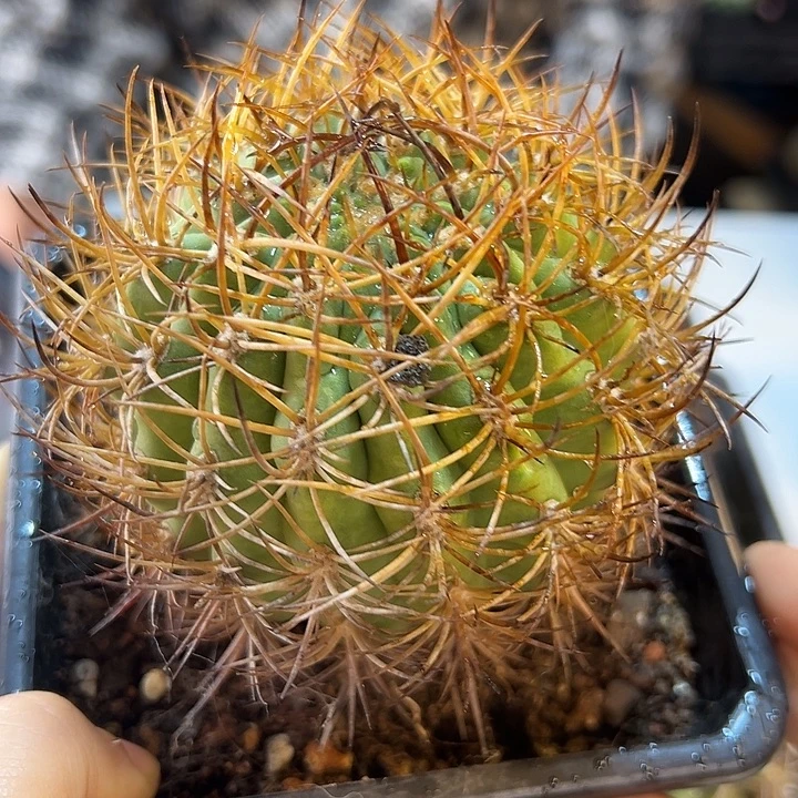 自根500津玉含刺9公分