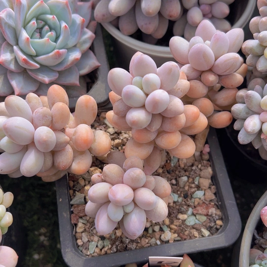 香玉的故事是一个人的故事吗