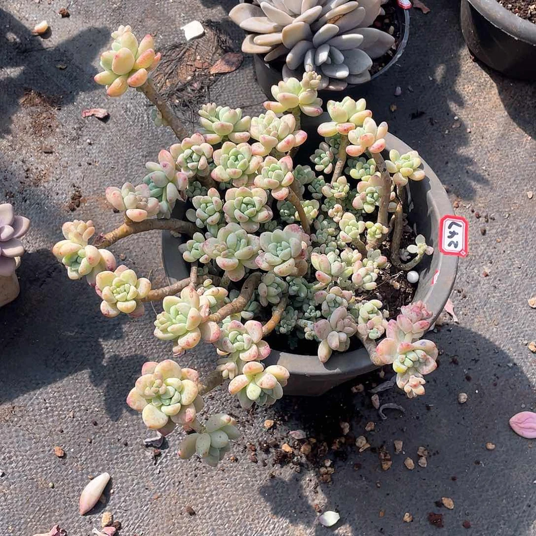 247劳尔 一物一拍多肉