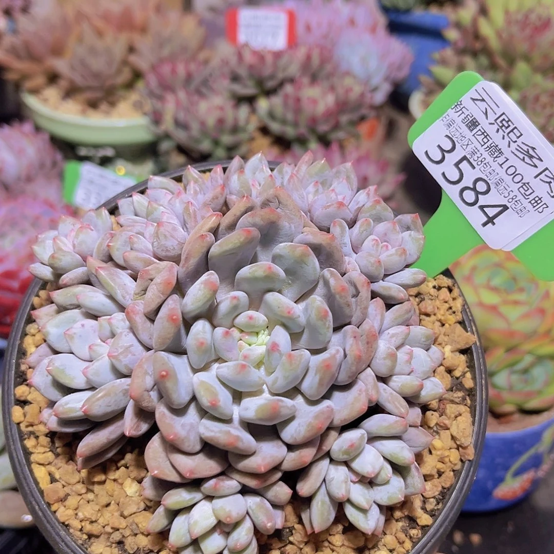 3584半夏多肉植物