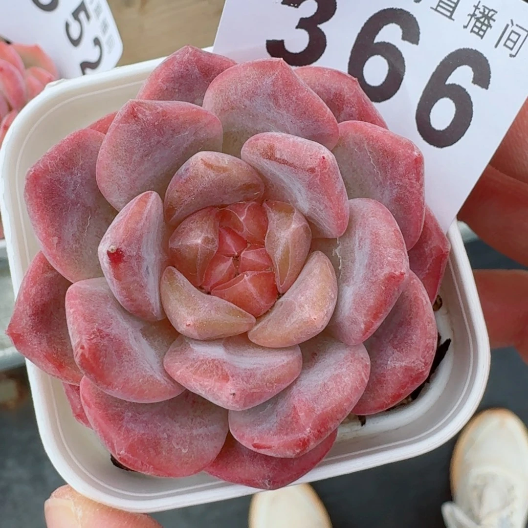 灯芯琥珀            精美多肉植物