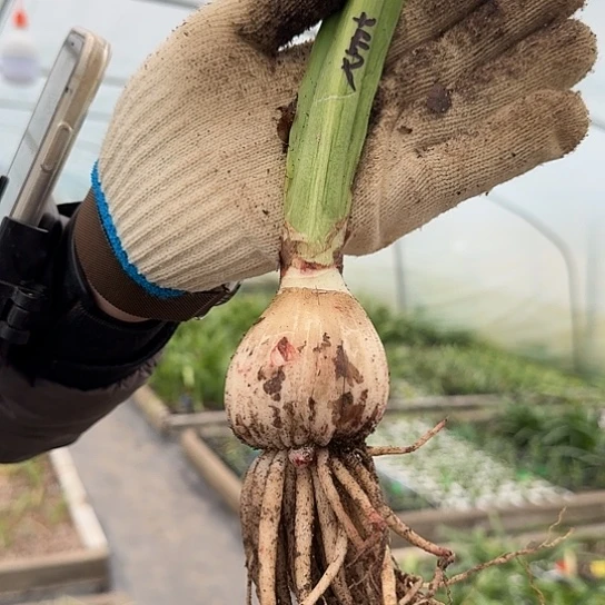 蔓越莓2号5～6 开花包对版 小芽芽