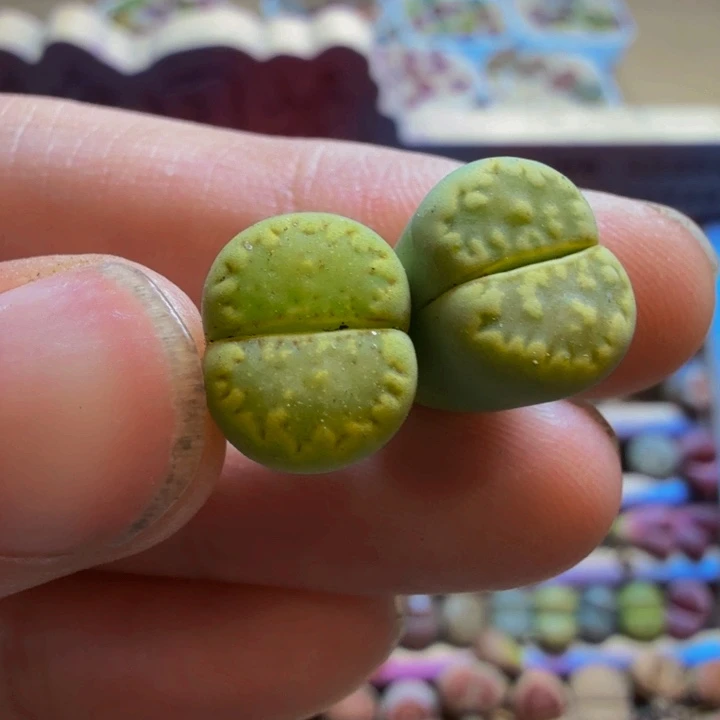 小**酱多肉葡萄多汁水果68