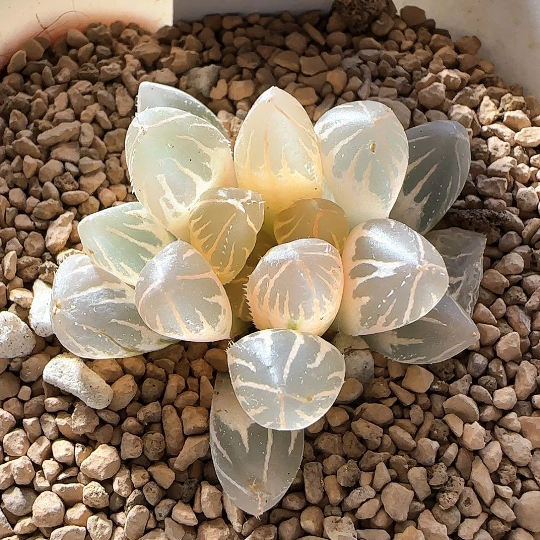 343号糊斑OH玉露锦一物一拍带盆土