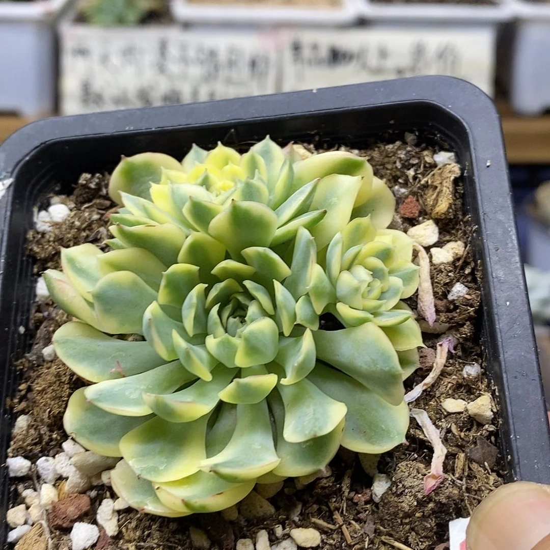 21151 梦幻玫瑰黄覆轮锦自然群