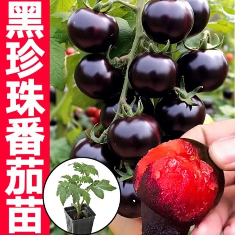 糖水炸弹黑珍珠番茄苗秧带土球黑色西红柿圣女果高产超甜寿光四季