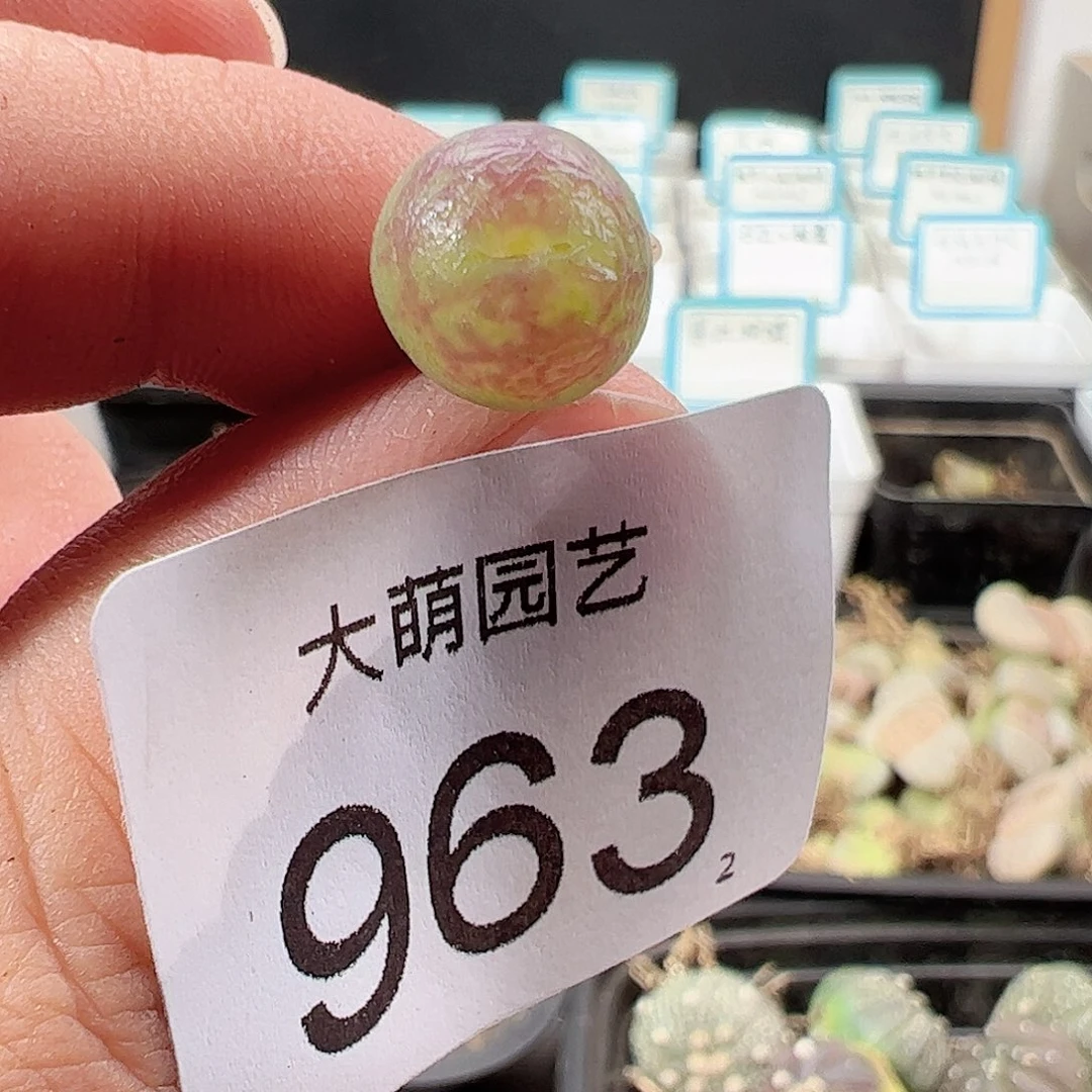 0000963 一物一拍……