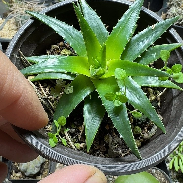 人***醒582辉山沙漠凤梨脱土发货