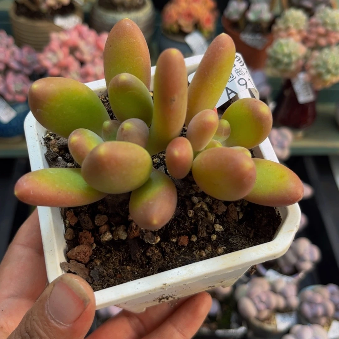 911芒果奶苗8cm多肉