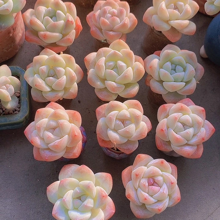 一物一拍，福利小精控11颗单头冰玉