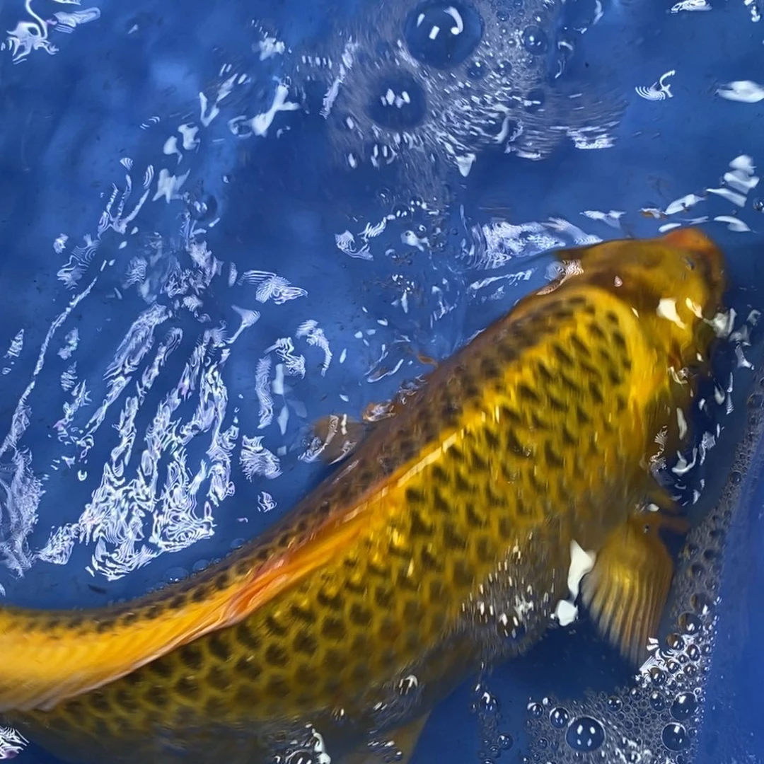 锦鲤冷水锦鲤包邮