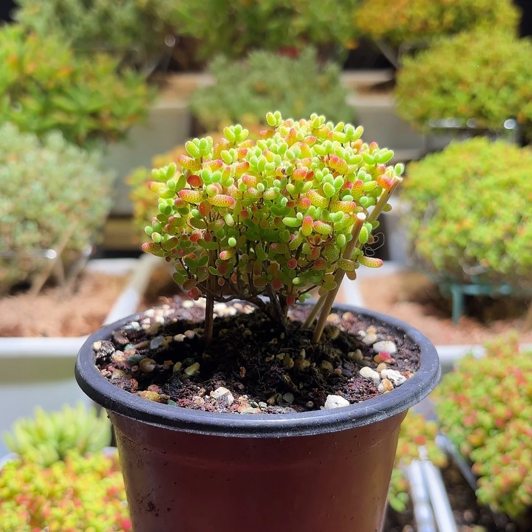 枝干番杏密橘糖球H446