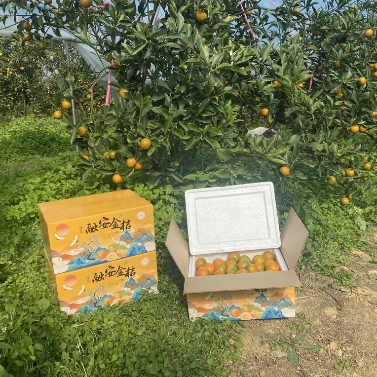 广西新鲜应季融安正宗脆蜜金柑箱装现摘产地现发