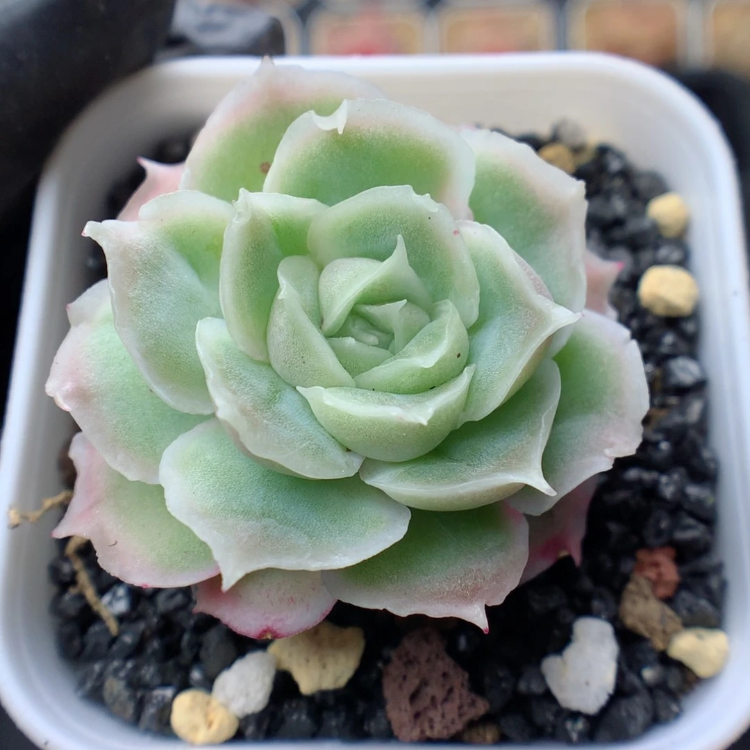 多肉植物。 水晶虾饺51