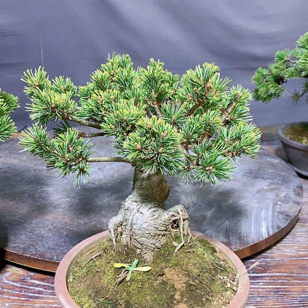 【闪购商品】无花朵心*