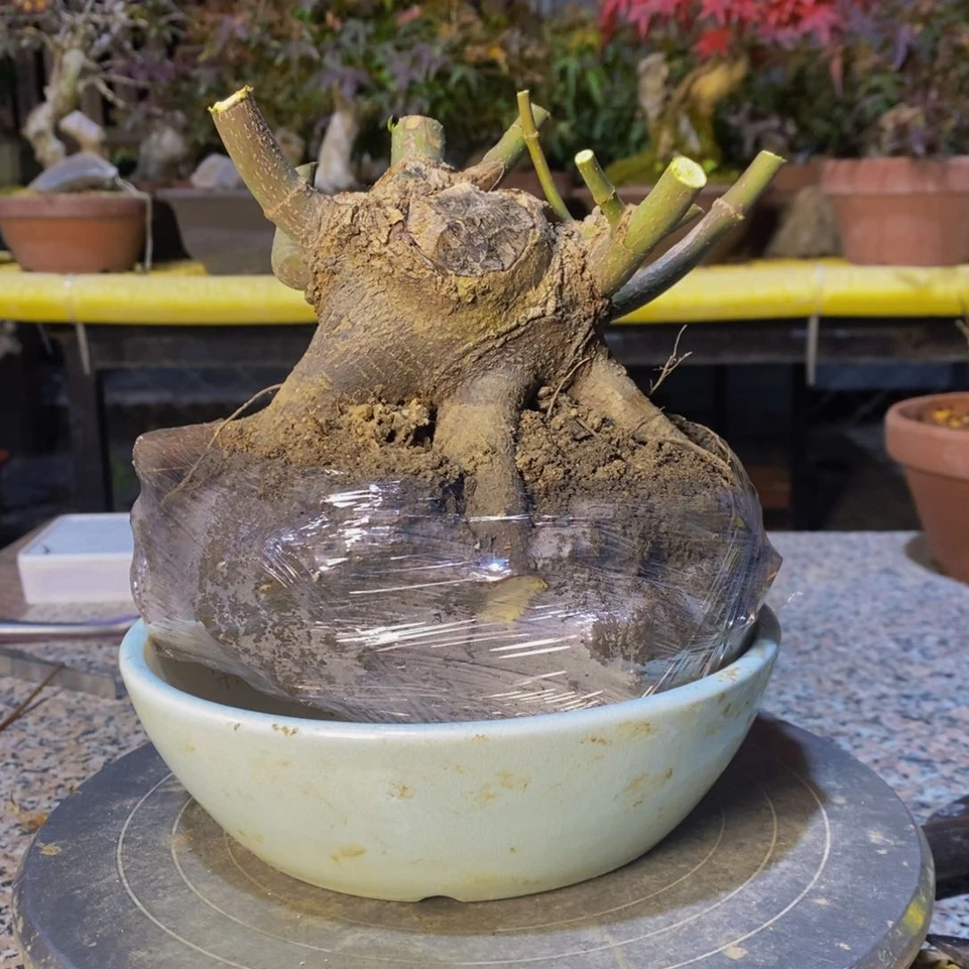 无花朵原生山红叶一物一拍