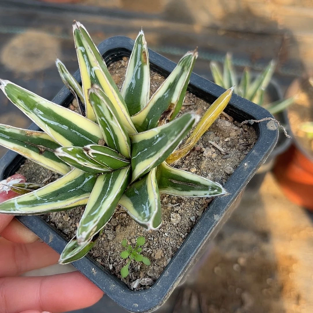 爱***逗多肉植物辉山单头