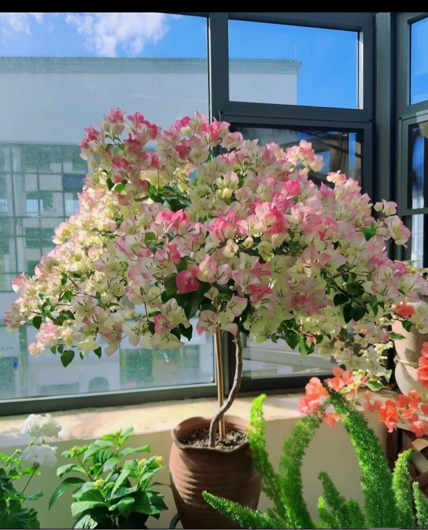 云南彩色三角梅四季开花【落花落叶严重 &可能会落成光杆介意勿拍】