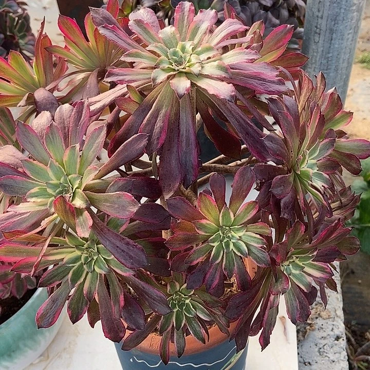 雪姬蕾丝朵朵多肉不包断