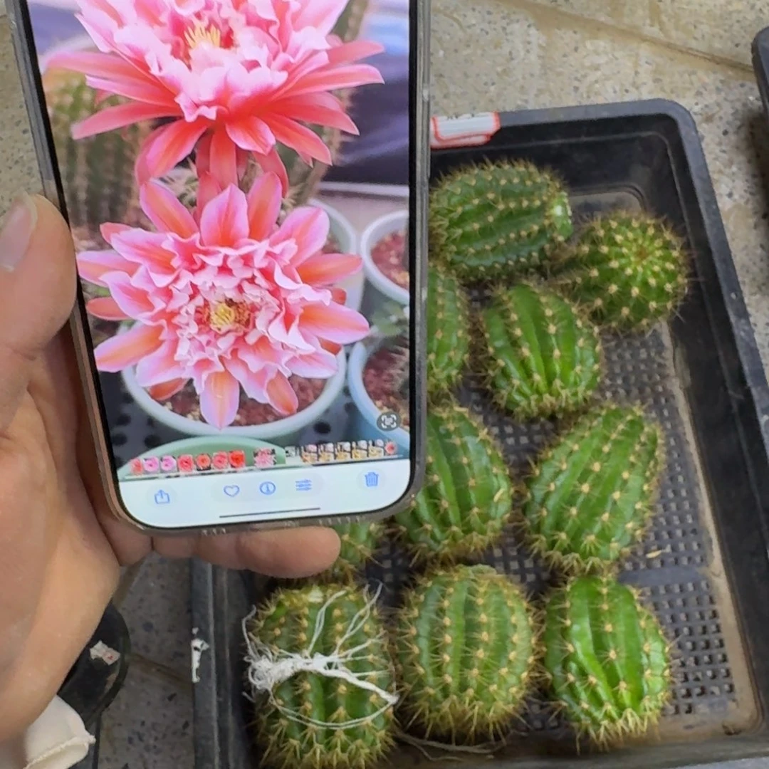 355毛花柱城堡歪无根侧5公分左右，20包邮