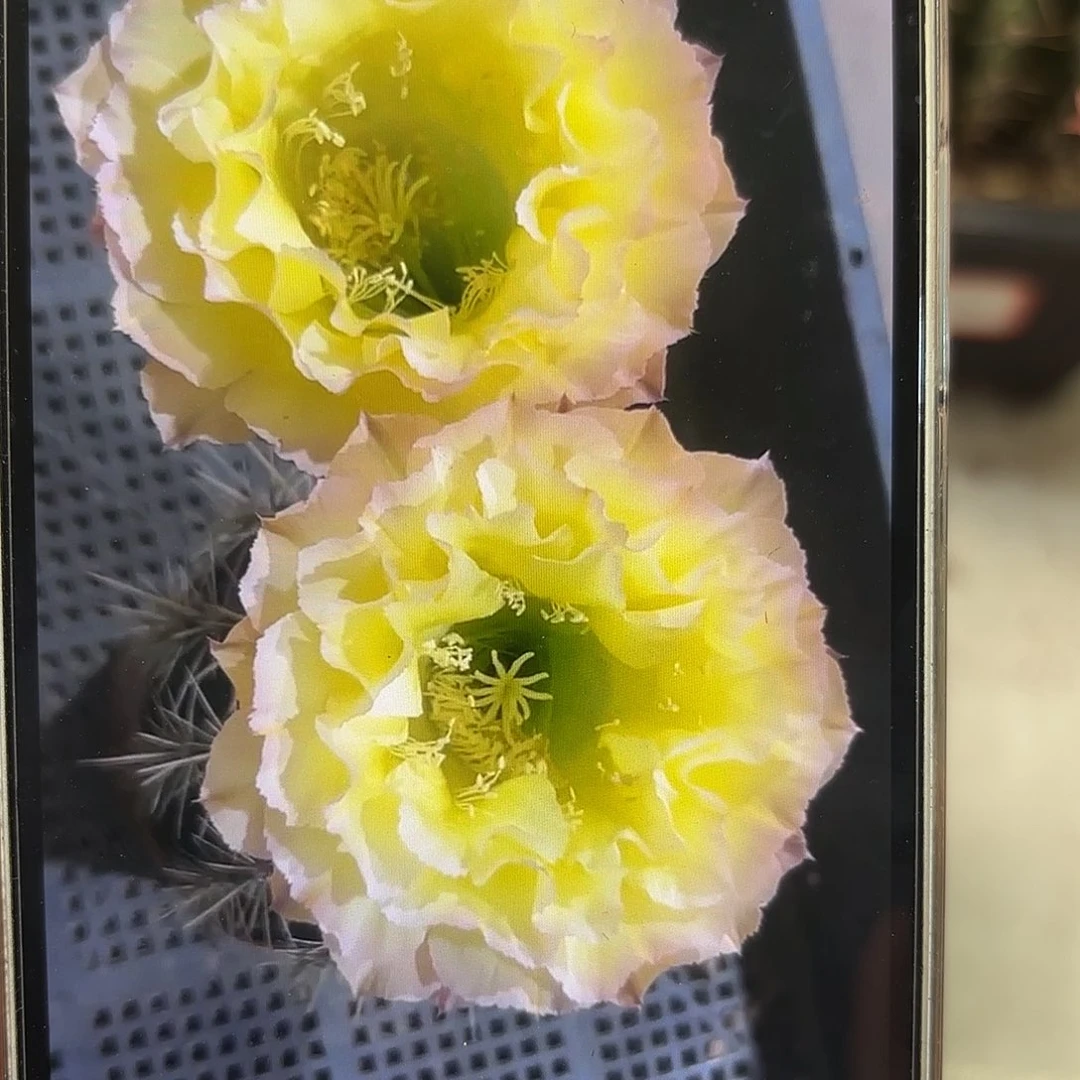 彩草青青蛋挞9.5公分