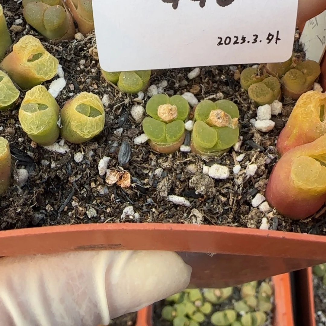 ¿多肉多肉多肉446