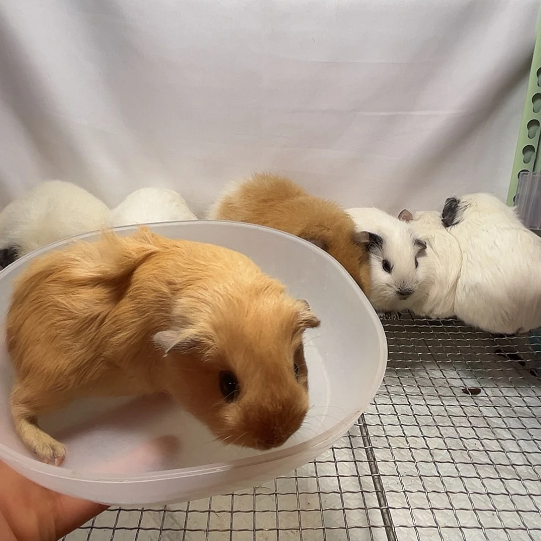 豚鼠极品奶黄英短妹妹后背有炫