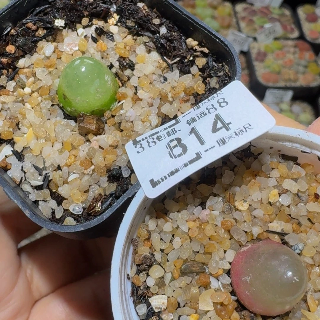 Ssss精品生石花814