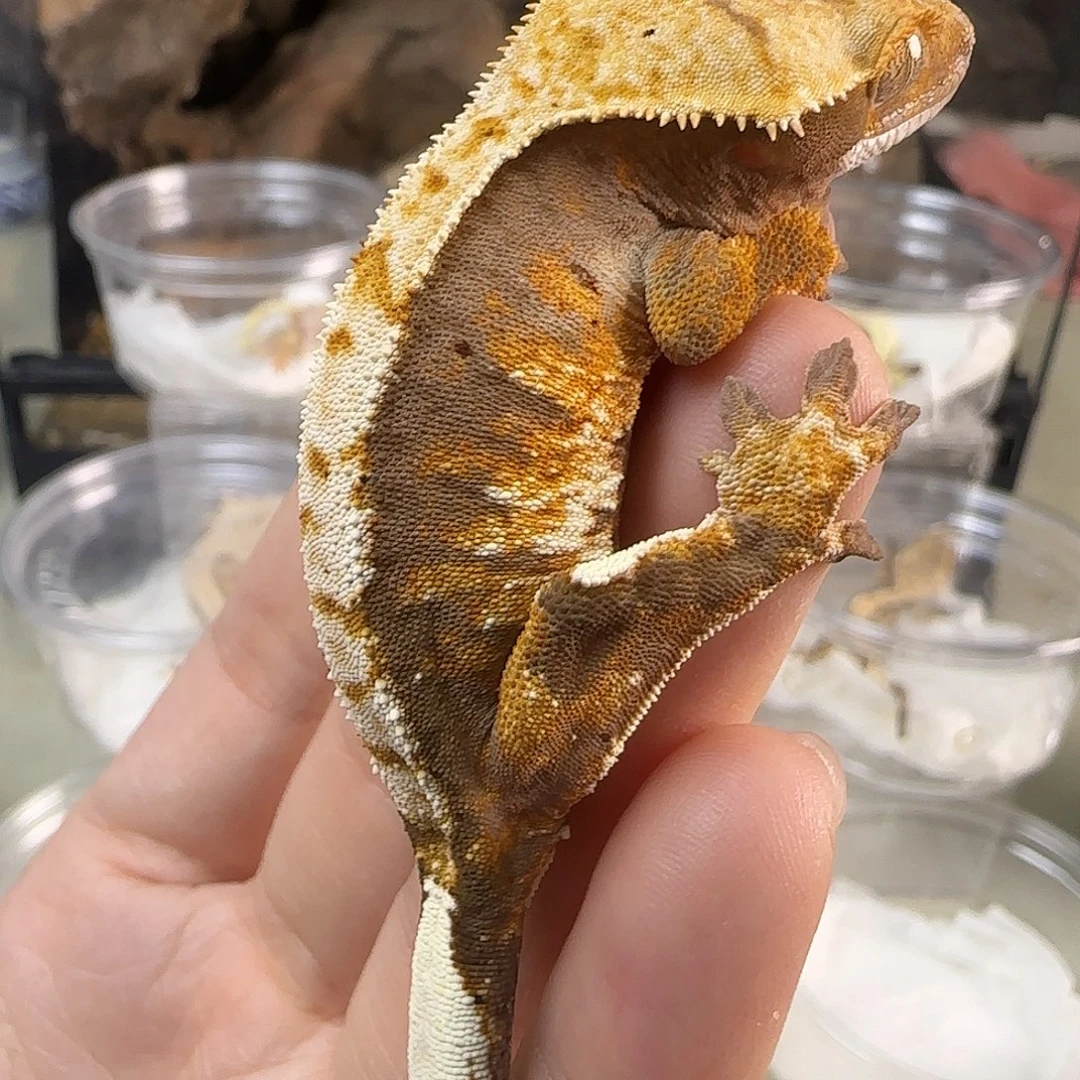 睫角守宫万圣节奶油