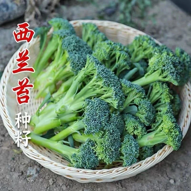 【西兰苔种子】菜苔种子蔬菜种子油菜芯籽四季种植盆栽农家蔬菜种子