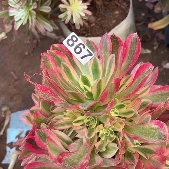 ℘****多肉植物一个