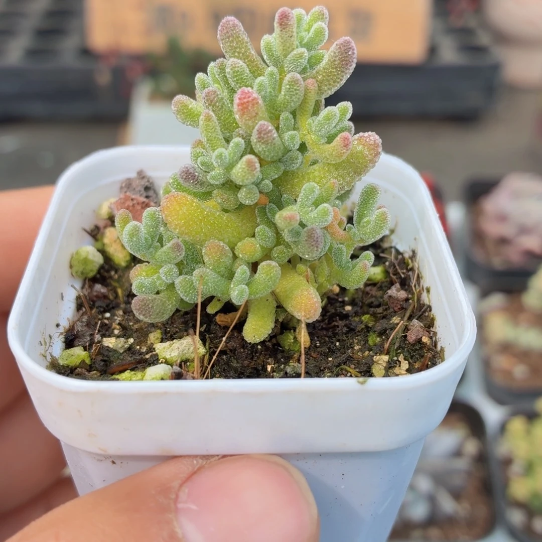 冰晶枝干多肉9.9包邮发货