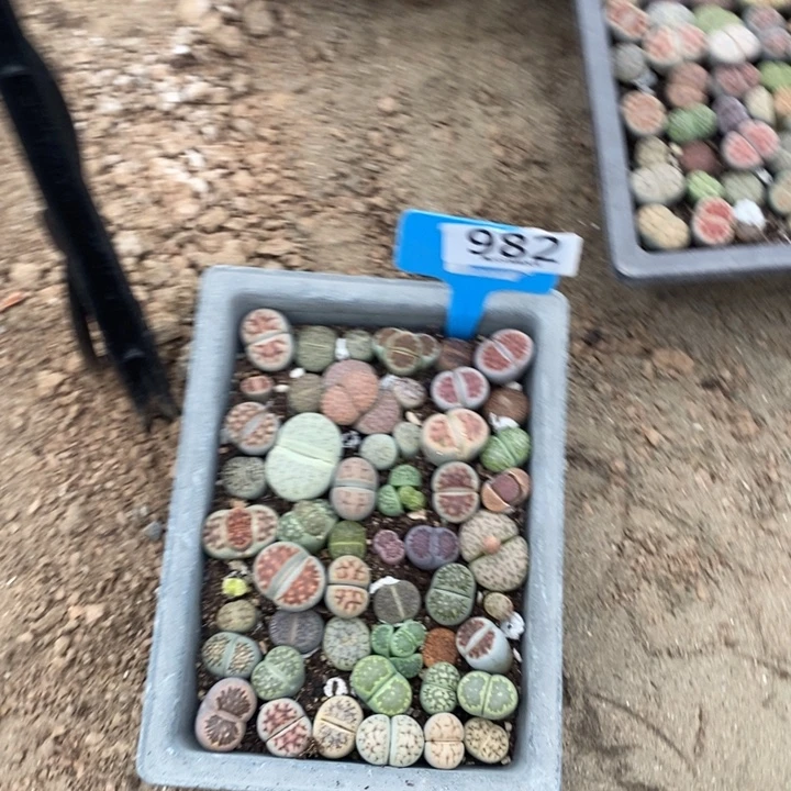 ****生石花等植物的生长982