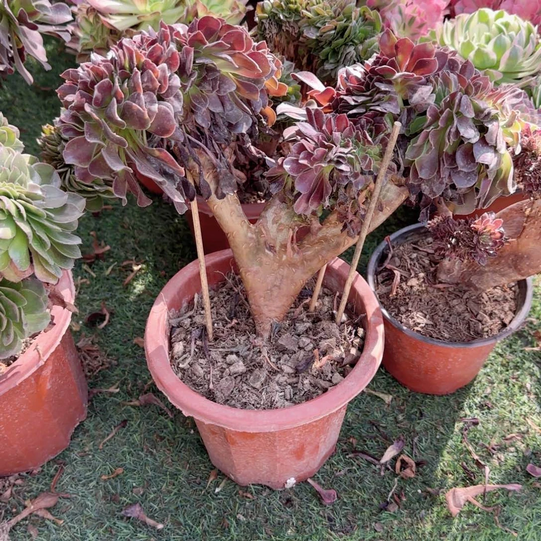 无花朵欧紫板缀缀化