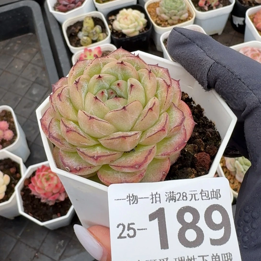 话梅无盆土发货无无