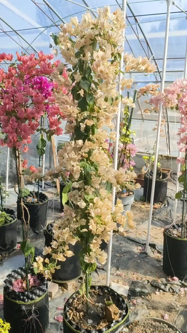 【带花】【暗斑马斯】【包售后一个月】【包对版】三角梅四季开花好养护