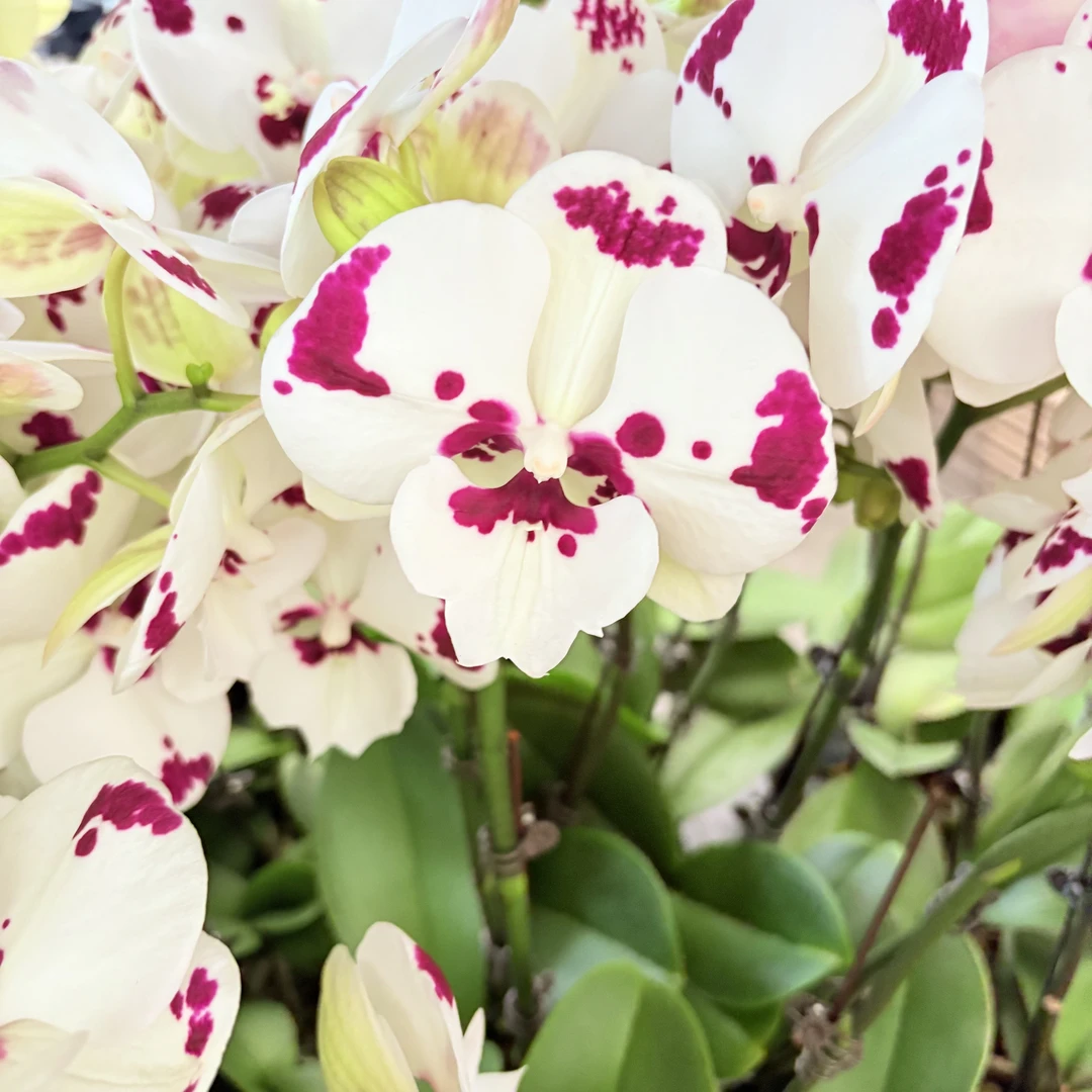 《奶牛》蝴蝶兰 清新养眼白色系好养耐活带花带花苞  基地直发