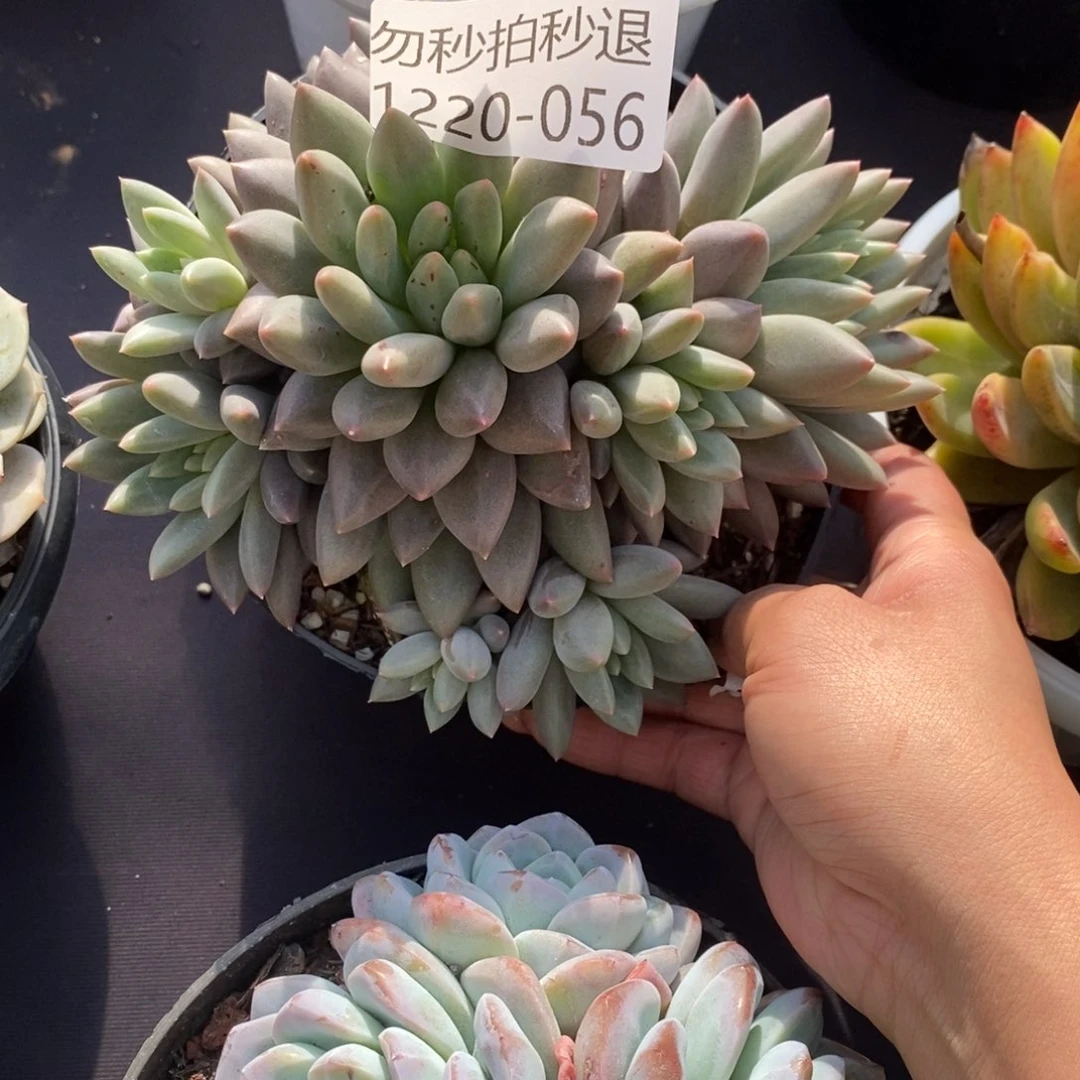 ?**两单包邮1220-56红蜻蜓