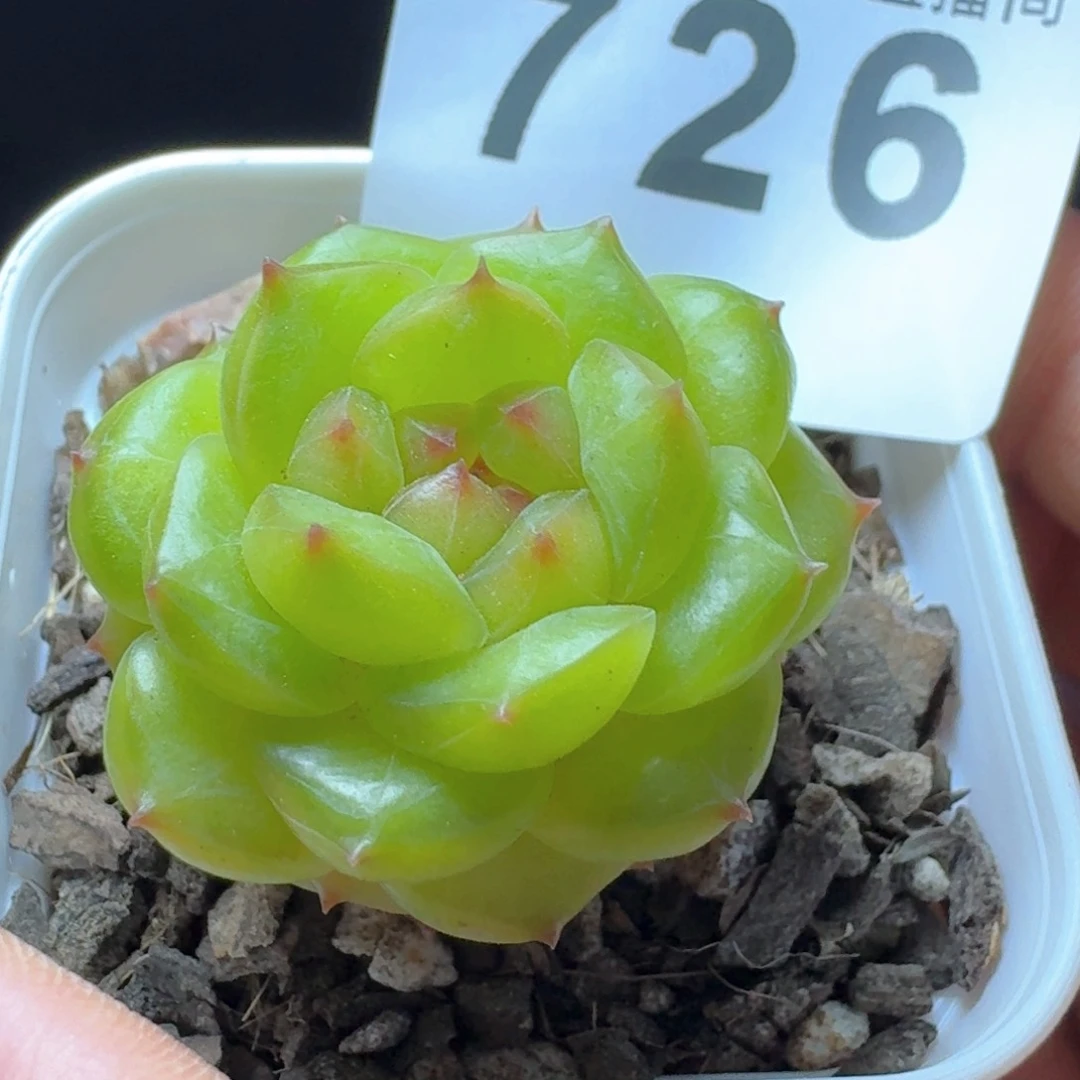 绿体珍妮         多肉植物