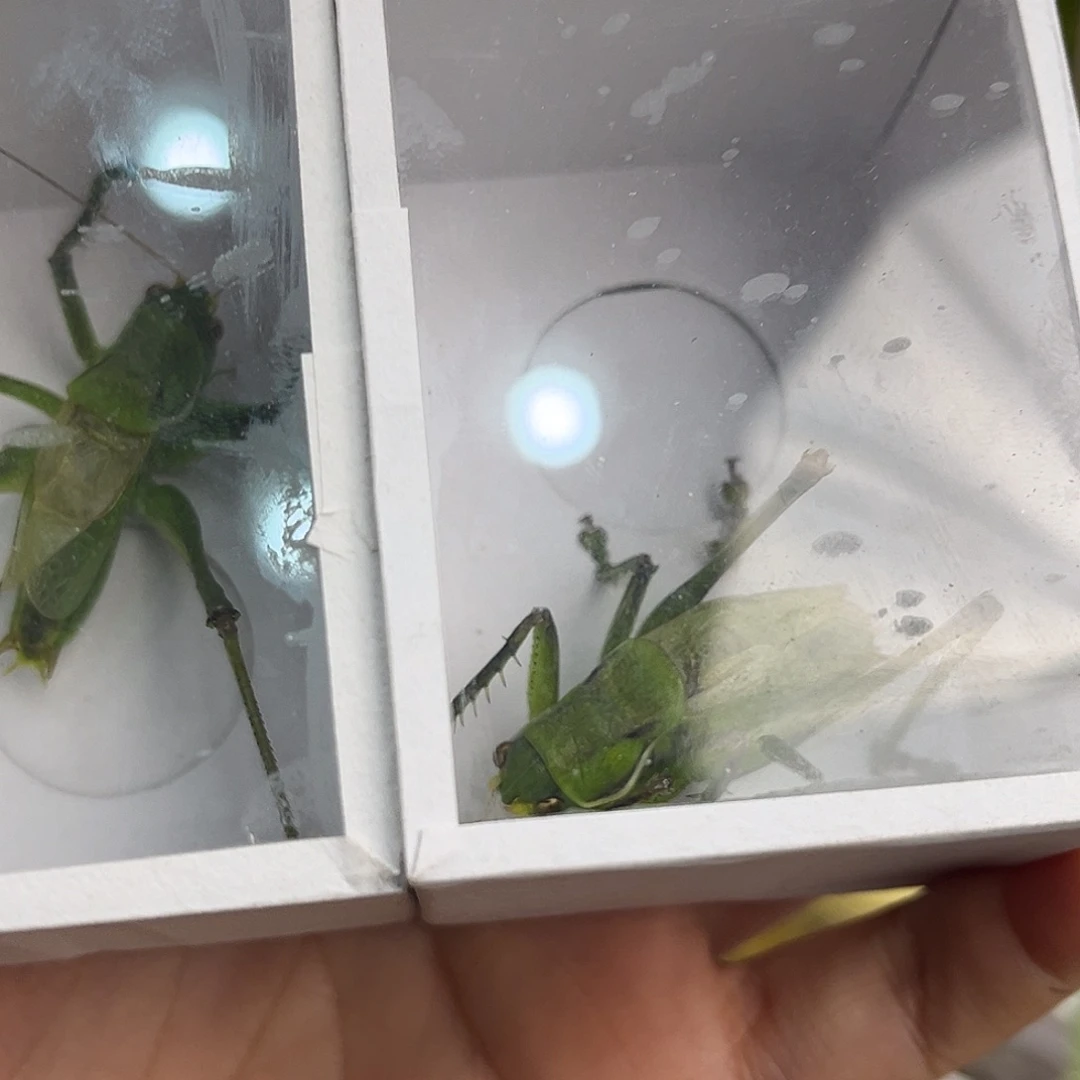 绿蝈蝈哈哈哈哈哈哈哈