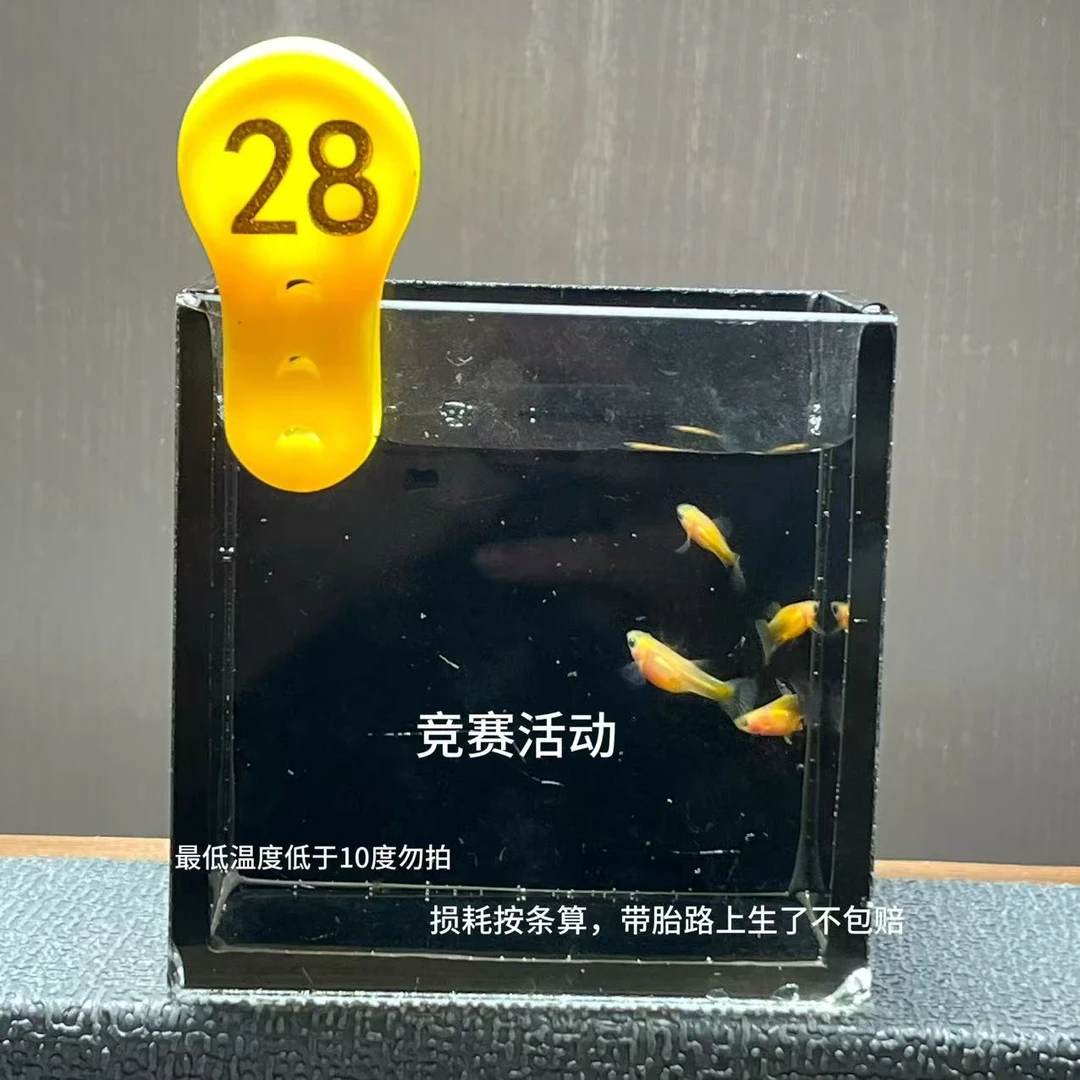 黄肉蓝礼服3公1母编号28