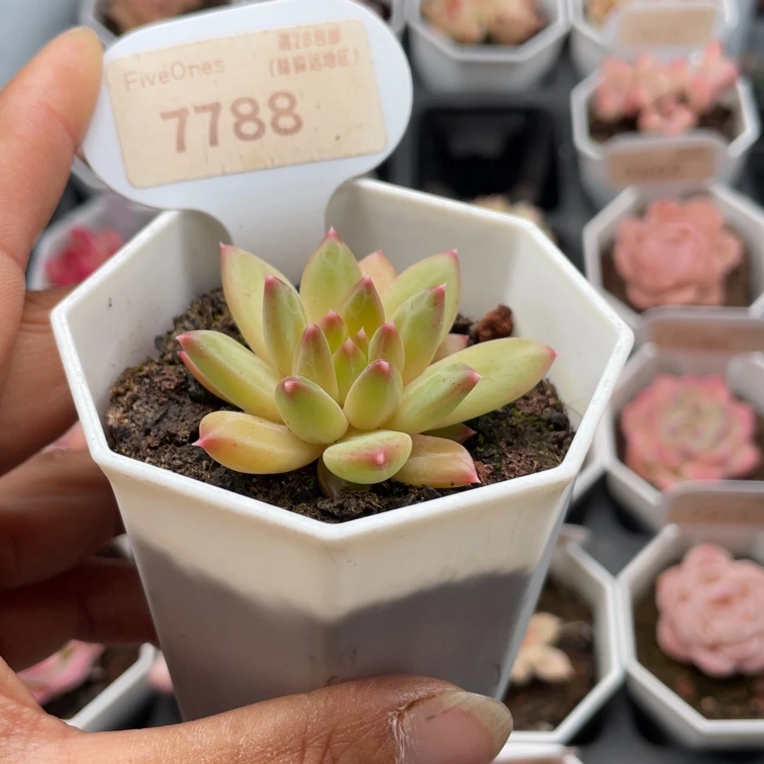 甲骨文7788-4.0厘米