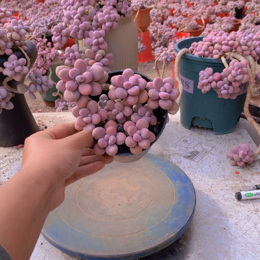 58一物一拍桃蛋老桩