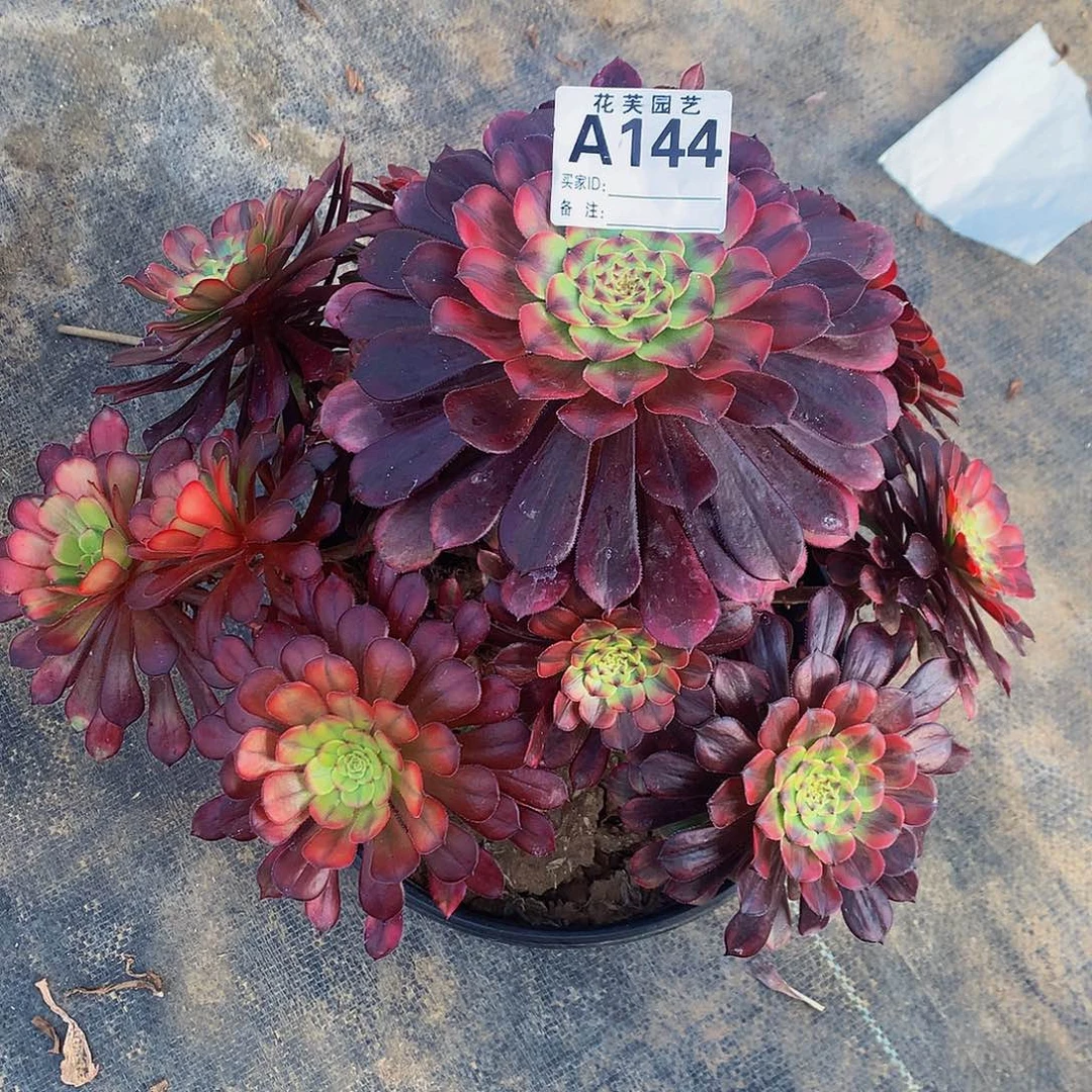 144多肉法师铜壶