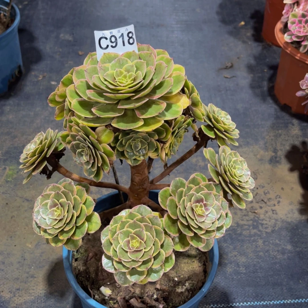 【闪购商品】91800粉花妖