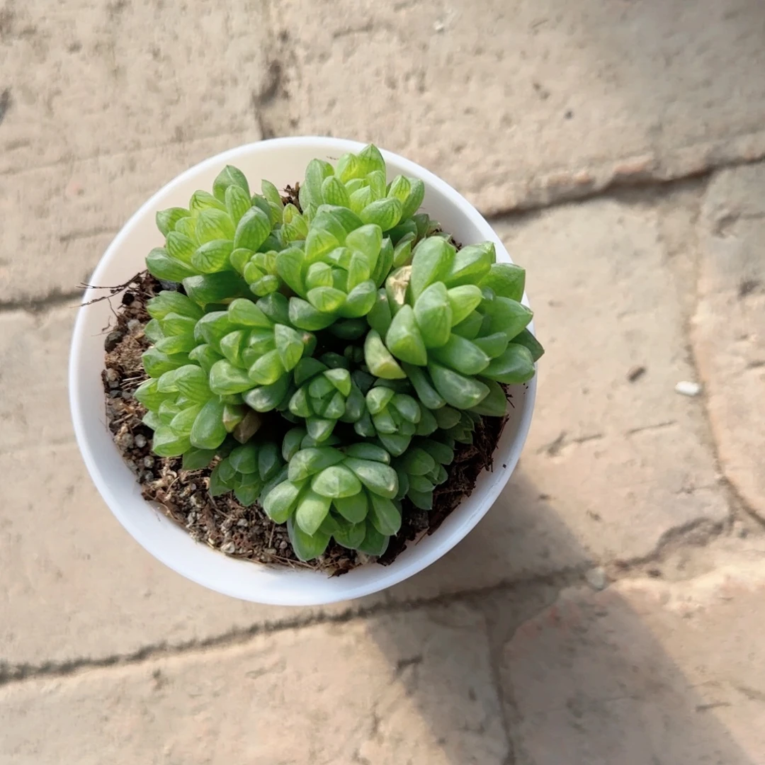 无花朵草玉露群生